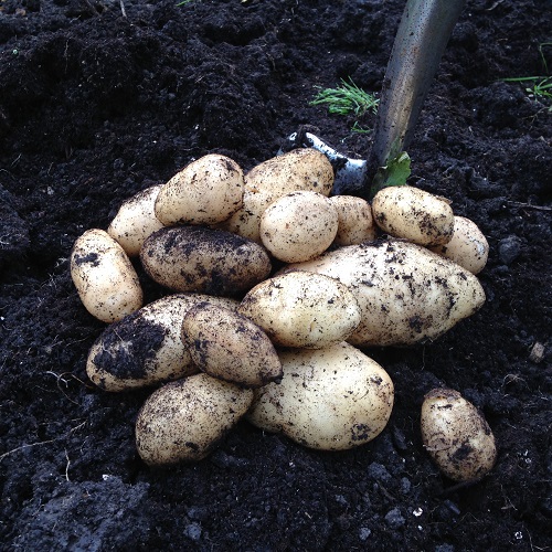 8kg Charlotte Seed Potatoes